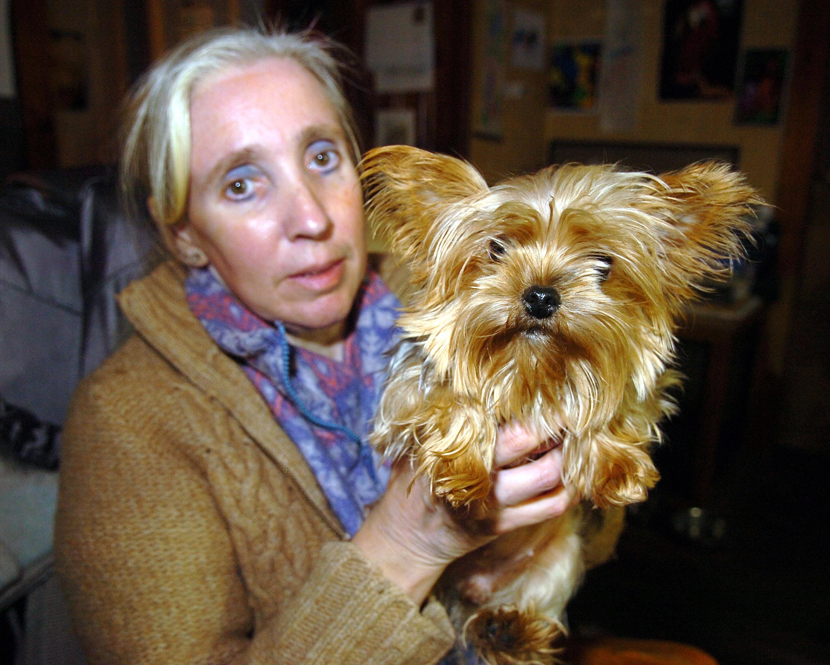 Are Yorkies One Person Dogs