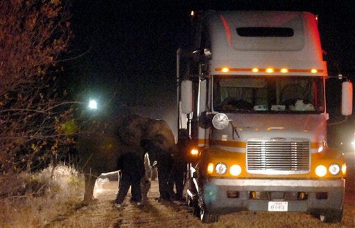 An elephant that escaped from the Family Fun Circus at the Garfield County Fairgrounds after being spooked caused a vehicle accident Wednesday night, Nov. 4, 2009 as it ran along North the U.S. 81 bypass in Enid, Okla. According to Enid Police Department Sgt. Billy Varney, the couple in the vehicle were not injured. The elephant suffered a broken tusk, a hurt leg and bumps, bruises and scratches, he said.