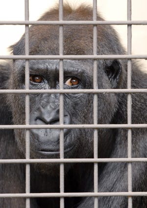 BOB SELF/The Times-UnionBulera, a 20-year-old gorilla, will be joining the Jacksonville Zoo and Gardens from the Lincoln Park Zoo in Chicago.