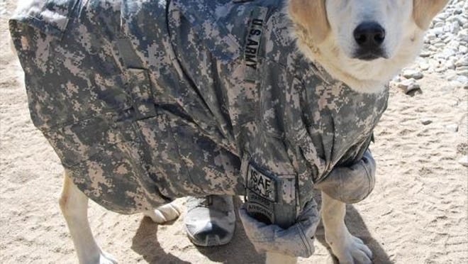 Delilah took a liking to Army life after meeting Spc. Matt Fleming and his fellow soldiers in Afghanistan. With help from his sister-in-law, Laura Fleming, Matt Fleming had the dog brought to Austin.