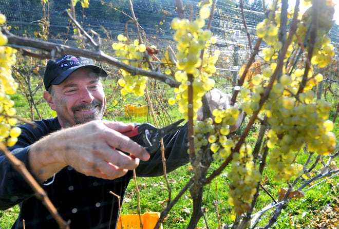 Owner Steve Velloff harvests chardonnay grapes at Blue Water Winery and Vineyard in Port Sanilac, Mich., Oct. 20, 2009. The rows of vines are covered with netting to keep hungry birds from eating the grapes. Owners Connie Currie and Steve Velloff moved to the thumb from Chicago in 2004 to make wine and be closer to family. (AP Photo/Jeff Schrier, The Saginaw News)