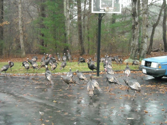 Wild turkeys congregate on a driveway and adjacent grass in Marshfield Hills.