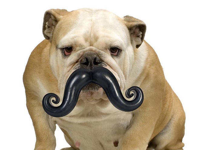 This product image released by Moody Pet shows the Humunga Stache.