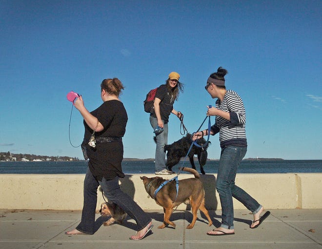 Taking a dog for a walk at Wollaston Beach wasn’t a highly original idea on Thursday, as Marie Andrews, center, found out when she strolled with her dog, Georgia. She encountered Tracey Dionne, left, and Rosie Dionne with their dogs, Honey and Curtis.