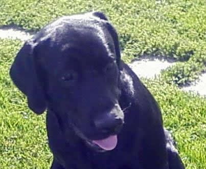 Stewie, the blind, black-lab mix who disappeared while on a walk last month, is back home with his owners.
