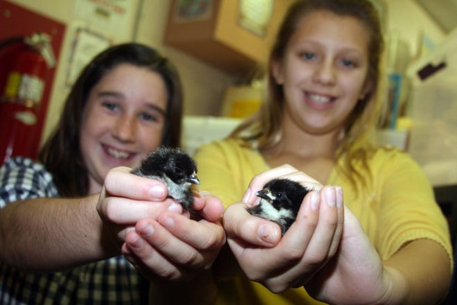 Photos by MAGGIE FITZROY/StaffPonte Vedra Palm Valley/Rawlings Elementary fifth-graders Brooke Brown (left) and MaKenzie Matthews hold two baby chicks Tuesday that just hatched.