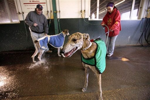 In this Friday, Dec. 11, 2009 photo greyhound racing assistant trainer Nikki Hudson, of Taunton, Mass., right, uses a hose to wash the paws of "Computer Glitch," front, following a race at Raynham Park dog track, in Raynham.