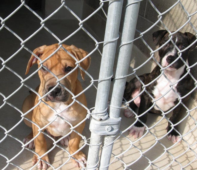 TERESA STEPZINSKI/The Times-UnionBen (left) and his brother, Barkley, are American bulldog-Labrador retriever mixes, hoping for forever homes. The puppies are among a variety of dogs and cats available for adoption at the Glynn County Animal Services shelter in Brunswick.