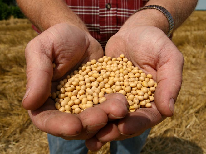 A farmer holding Monsanto's Roundup Ready Soy Bean seeds at his family farm in Bunceton, Mo. Confidential contracts detailing Monsanto Co.'s business practices reveal how the world's biggest seed developer is squeezing competitors, controlling smaller seed companies and protecting its dominance over the multibillion-dollar market for genetically altered crops