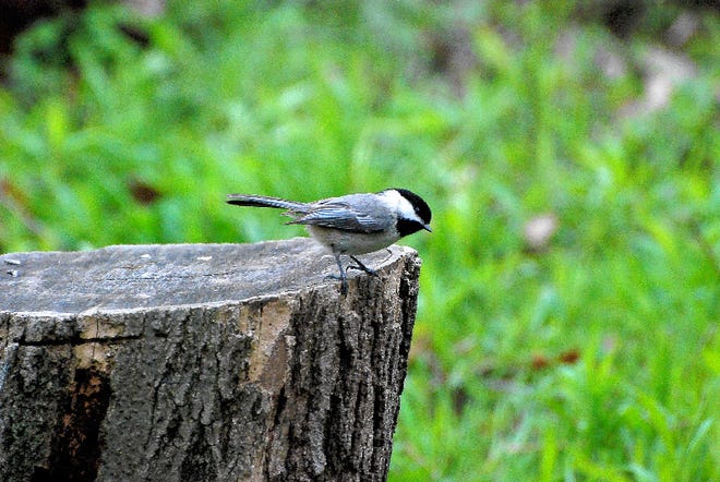 Black-capped chickadees are likely to make an appearance at the annual Christmas Bird Count at Pocono Environmental Education Center.