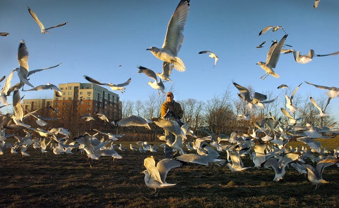 Sea gulls flock around a man as he throws seed to them Saturday in the playing field on Pond Street in Quincy.