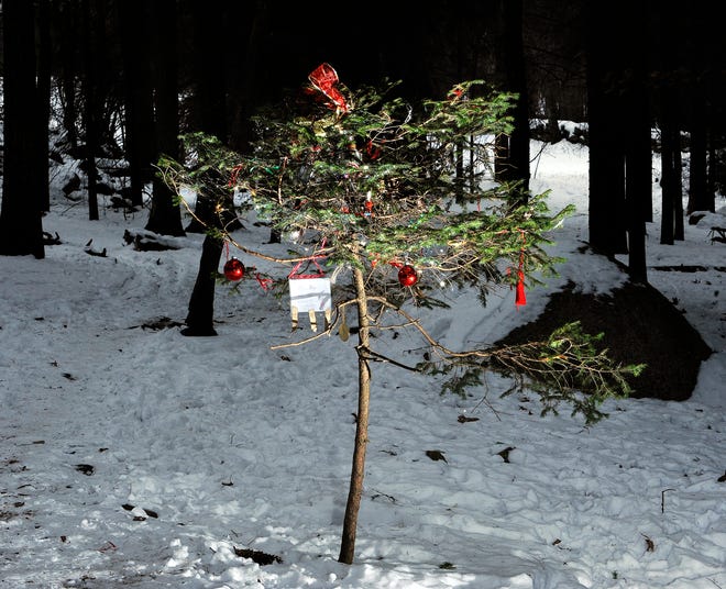 A tiny evergreen tree on a trail in Ashland State Park has become resplendent with ornaments left by hikers and dog walkers.