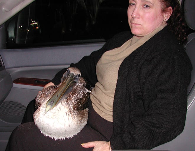 AnnMarie Semmig sits with the pelican she and Natalie Cribb saved Sunday night. By ANTHONY DeMATTEO, Special to The Record