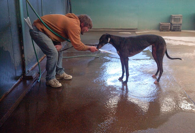Trainer Bill Malboeuf of Taunton washes his greyhound Tina in the paddock area after a race Saturday during the final day of live greyhound racing at Raynham-Taunton Greyhound Park.