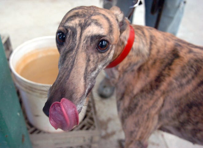 No Speed Jenny is seen after a matinee race last Saturday. Supporters of the ballot question that banned dog racing, which went into effect on Friday, are working with Raynham Park to find adoptive homes for the retired greyhounds,