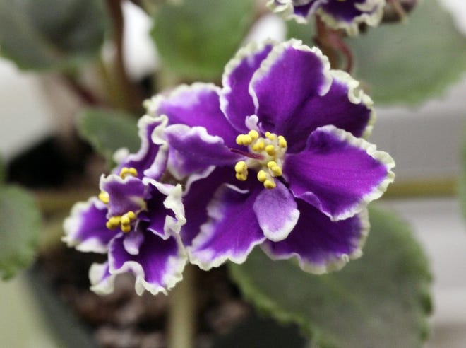 Mary Schroeder/Detroit Free PressThe African violet is a popular houseplant that does best when evening temperatures are 65 to 70 degrees.