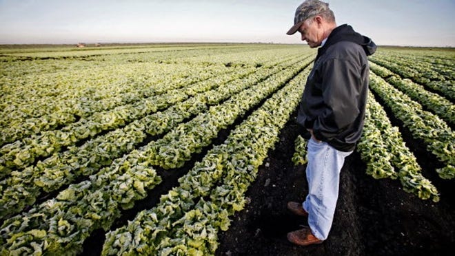 BELLE GLADE — Rick Roth surveys a field of lettuce covered with frost shortly after dawn last week at Roth Farms