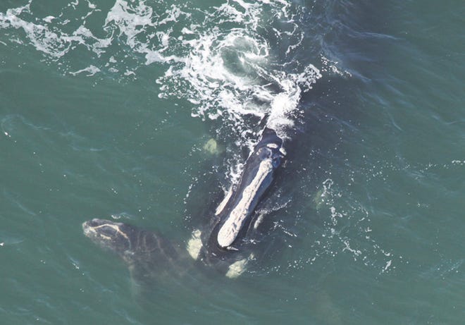 A North Atlantic right whale, tenta-tively identified as No. 3157, was seen with her calf on Wednes-day near Matanzas Inlet.