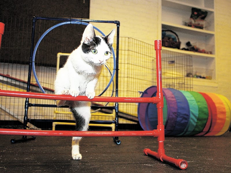 спортивный кот. как называется спорт кошки. спортивные коты. дрессировка бордер колли. котик в спортзале.