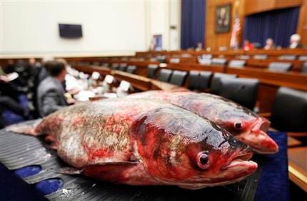 Two Asian carp are displayed Tuesday, Feb. 9, 2010, on Capitol Hill in Washington, during a Subcommittee on Water Resources and Environment hearing on preventing the induction of the carp, a aquatic invasive species into the Great Lakes. The Asian carp, which can grow up to 100 pounds, were caught in Havana, Ill.