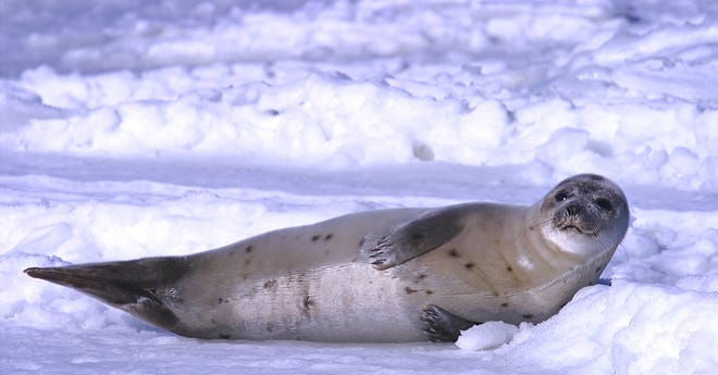 A yearling harp seal basks in sun along the Squantum shoreline in Quincy in January 2007.