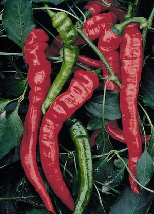 These peppers are about 1 inch in diameter and 8 to 10 inches long. The banana-shaped fruit turns bright red and is sugary sweet when ripe.