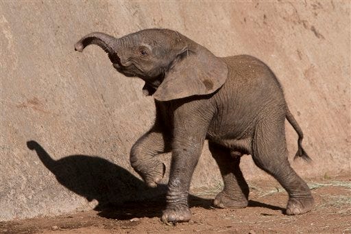 In this photo provided by the San Diego Zoo, the newest baby elephant at the San Diego Zoo's Wild Animal Park is shown Sunday, Feb. 14, 2010 in San Diego. The new pachyderm, a male that has yet to be named, was welcomed into the African elephant herd shortly after birth on Sunday morning.