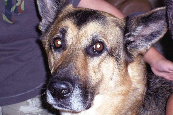 The German Shepherd,:Agon, is fondly remembered for all the wonderful things he did during his life.