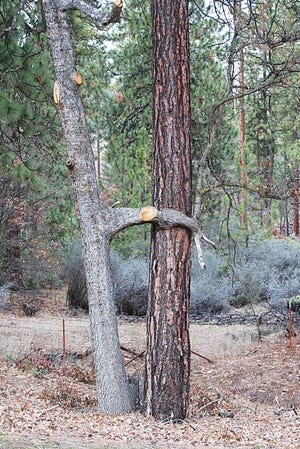 Mel Fechter of Greenview came across an interesting Valentine recently. “I found this oak tree hugging the pine tree on Hwy. 3 south of Yreka today,” he told the Daily News. “One of the trees appears to be ‘pining’ for the other.”