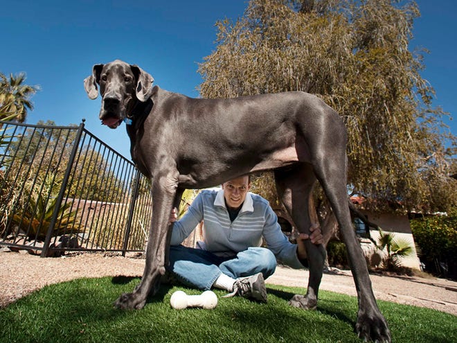 It's official: Great Dane is world's tallest dog