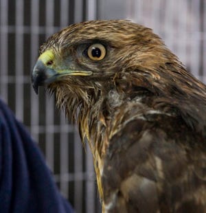 the hawk after homeopathic treatment by Dr. Margo Roman