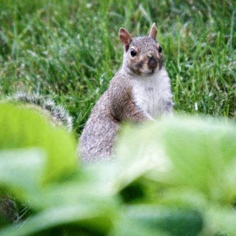 Courtesy photo
I see you. Dover's Jack Brownley took this photo of a squirrel in his Dover backyard.