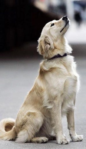 Golden retrievers can be close companions to their owners.
