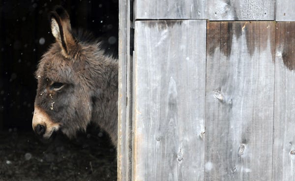 YARMOUTHPORT -- 03/03/10 -- A miniature donkey peeks out from the barn at Taylor Bray Farm during a snow shower last week. 030310ml02