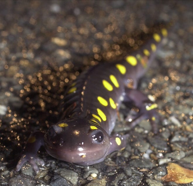 Salamanders, like this yellow-spotted variety, and frogs will soon begin making their annual Big Night migration to vernal pools throughout the region - perhaps as soon as this weekend.