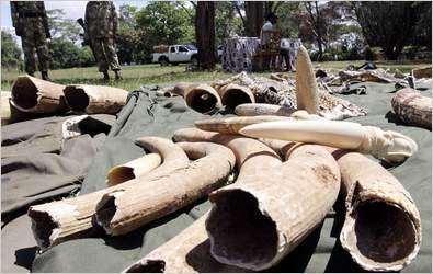 Kenyan officials confiscated tusks in Nairobi last year and are fighting a request by some nations to sell their ivory stockpiles.