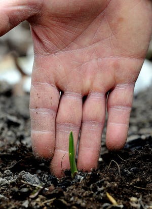 Gardener Ed Payne of Holliston puts his hand behind a garlic plant growing in his garden. He planted it last November, and the shoot came up a short time later.