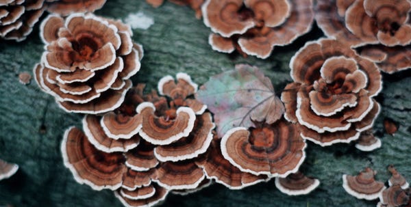 Turkey tail fungus grows in overlapping whorls on tree stumps, especially those recently cut by beavers.
