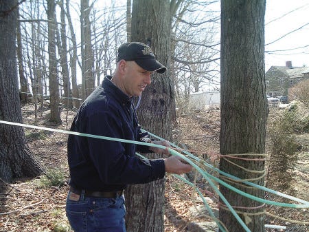 Gordon Wilson checks the lines on his maple trees in a system that funnels sap from trees close to the sugar house directly from tree to holding tank.