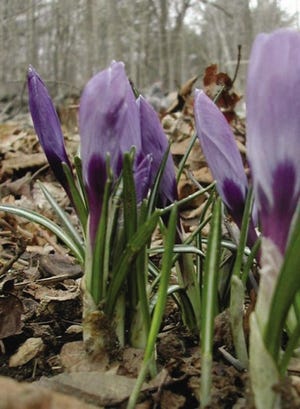 While the garden variety crocuses are not native to North America they are so common that their appearance is synonymous with the season.