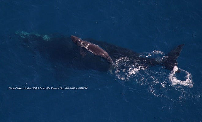 On March 2 a right whale birth was observed off Jacksonville, Fla., during aerial surveys conducted jointly by UNC Wilmington and Duke University. Courtesy photo