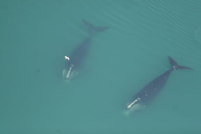Two right whales feed below the surface of Cape Cod Bay on Friday.