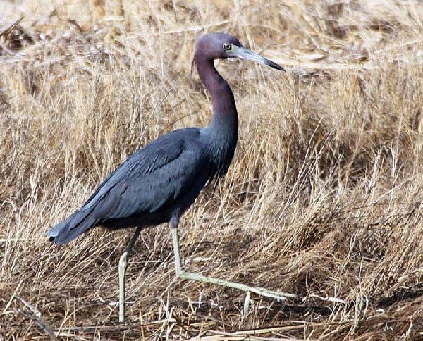 This adult little blue heron spent much of the past week foraging on the west end of Nantucket. The species breeds in Massachusetts but not on the Cape and Islands.