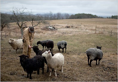 DEMAND AND NO SUPPLY Kevin McCollister raises sheep and pigs on his farm in East Montpelier, Vt., and has had trouble arranging for slaughter.