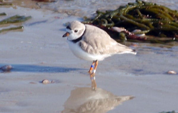 Susie Gallagher and Ed Nash were excited to see this piping plover at Bank Street Beach in Harwich Port Saturday. The bird was one of 57 banded in the Bahamas.