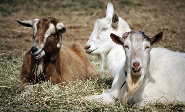 Goats enjoy the sunshine at Long Pasture Wildlife Sanctuary off of Bone Hill Road in Cummaquid.