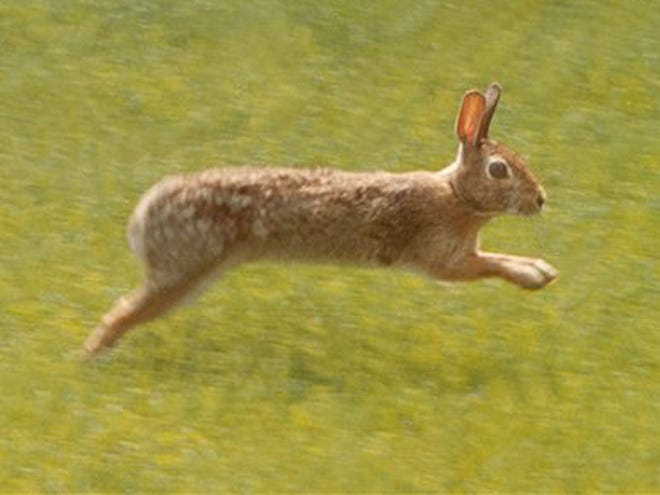 A rabbit hurries across a field at Hacketts Park in Easton, Pa., Easter morning,in this March 31, 2002 file photo. Easter aside, for many home gardeners spring is face-off time with rabbits. There are no magic tricks for keeping bunnies at bay. But there are some simple things you can do to help protect vegetable seedings and other plants from those busy little jaws