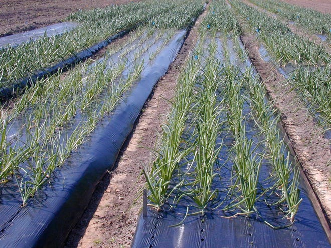 Organic onions grow in a field in south Georgia. (George Boyhan/UGA)