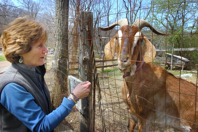 Cindy Prentice greets a goat at Holly Hill Farm, an organic farm in Cohasset that is part of the local-sustainable-organic food movement.
