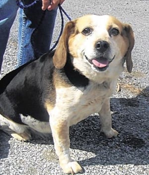This beagle is one of two pets found abandoned April 7 on the side of Fair Oaks Road/Route 17M in the Town of Wallkill. Some children riding a school bus past the pets had their mothers report the abandonment to animal control. The beagle, about 6 years old, was found in a wire cage. She has a small tumor on her underside. If you recognize these pets, call the Humane Society of Middletown at 361-1861.
